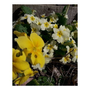 White and yellow garden flowers poster