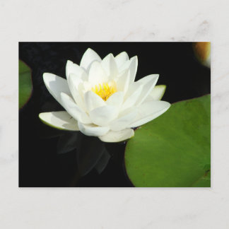 White and Yellow Lily in Pond Postcard