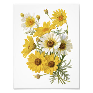 White and Yellow Marigolds Photo Print