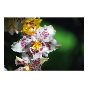 White and Yellow Orchids Print