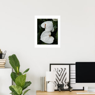 White Anthurium Flowers Photographic Poster