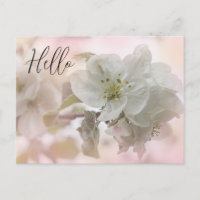 White Apple Blossom Photograph Hello
