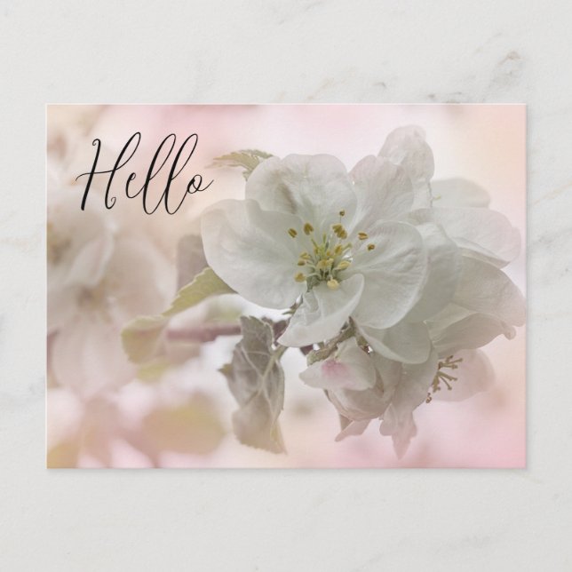 White Apple Blossom Photograph Hello Postcard (Front)