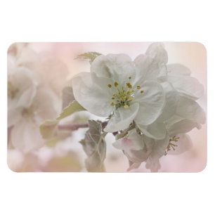 White Apple Blossom Photograph Magnet