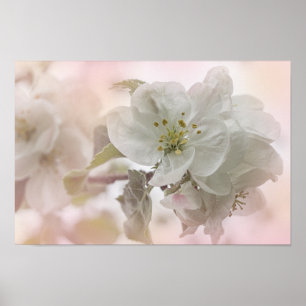 White Apple Blossom Photograph Poster