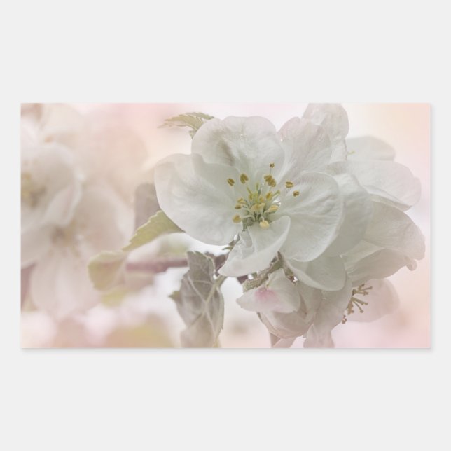 White Apple Blossom Photograph Rectangular Sticker (Front)
