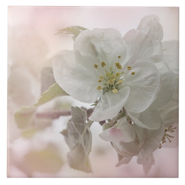 White Apple Blossom Photograph Tile (Front)