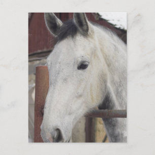 White Arabian Horse Pictures Postcard