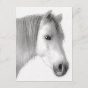 White Arabian Horse Portrait Postcard