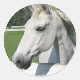 White Arabian Horse Sticker