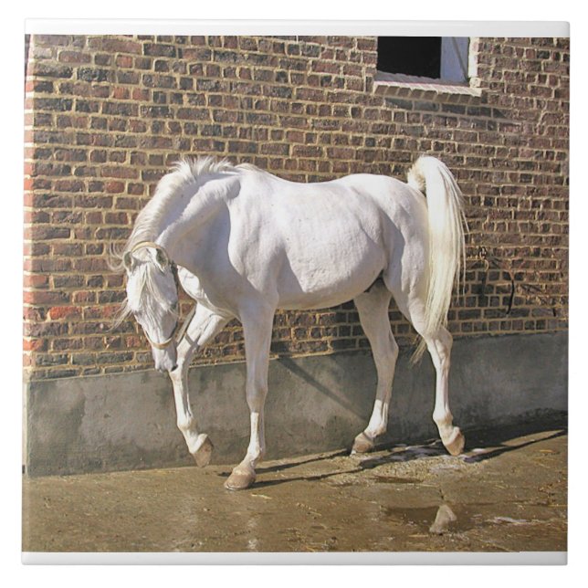 White Arabian Stallion Tile (Front)