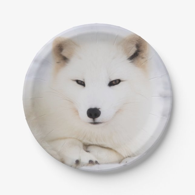White arctic fox in snow paper plate (Front)