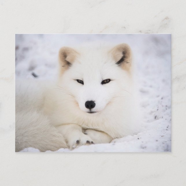 White arctic fox postcard (Front)
