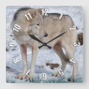 White Arctic Wolf and Snow Wildlife Art Clock