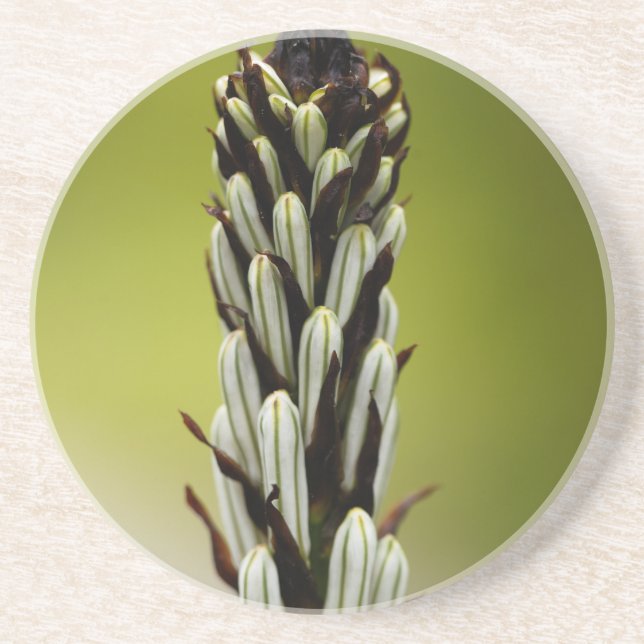 White asphodel (Asphodelus albus) Coaster (Front)