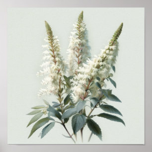 White Astilbe Flower Art Print Poster