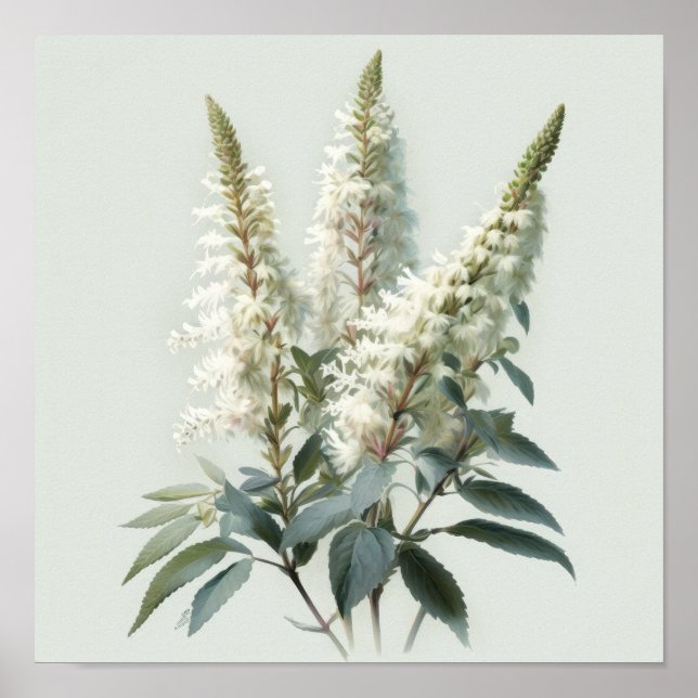 White Astilbe Flower Art Print Poster (Front)