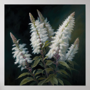 White Astilbe Flower Art Print Poster