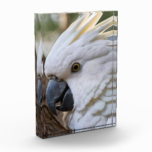 White Australian Cockatoo Parrot, Photo Block
