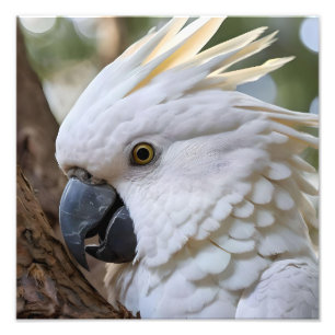 White Australian Cockatoo Parrot, Photo Print