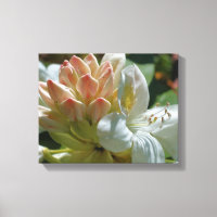 White Azalea Flower Blossom And Bud