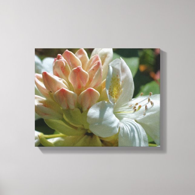White Azalea Flower Blossom And Bud Canvas Print (Front)