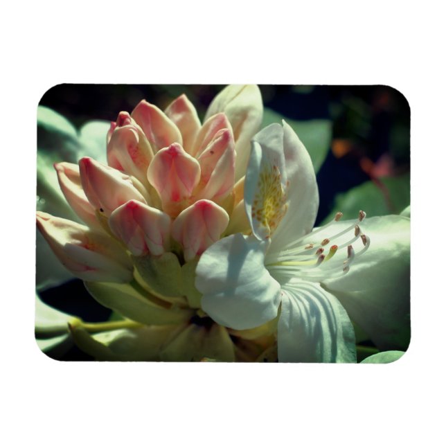 White Azalea Flower Frame Add Your Photo Magnet (Horizontal)