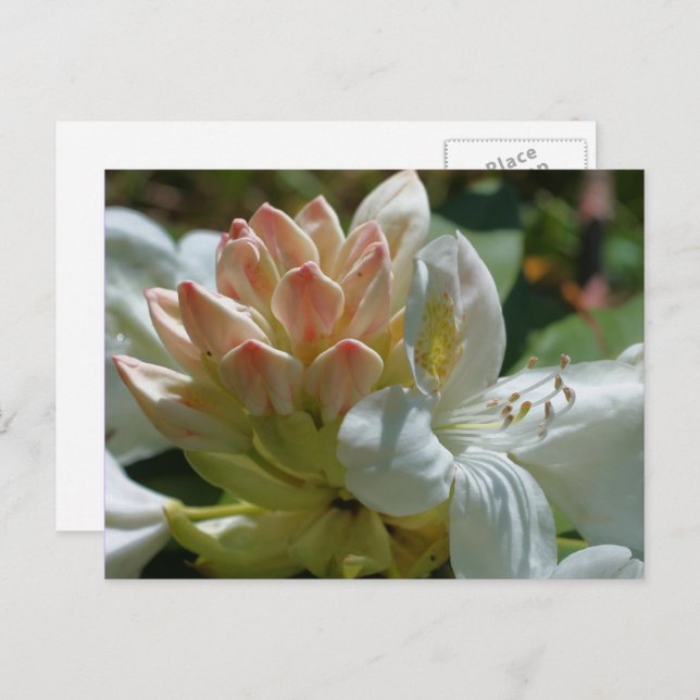 White Azalea Flower Postcard (Front/Back)
