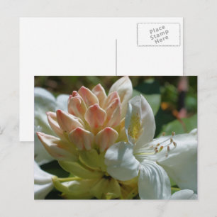 White Azalea Flower Postcard