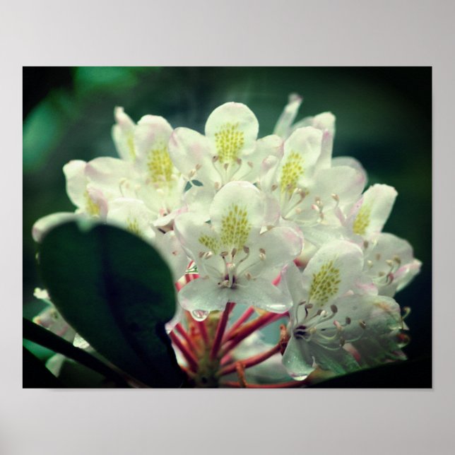 White Azalea Flower With Raindrops  Poster (Front)