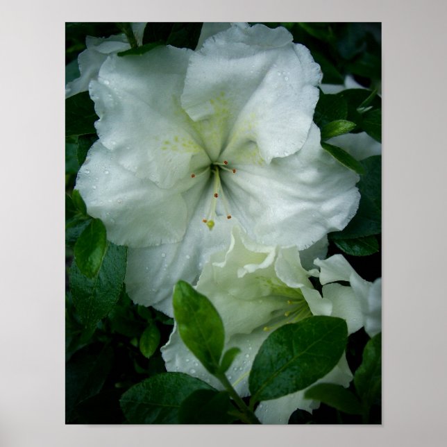 White Azalea Poster (Front)