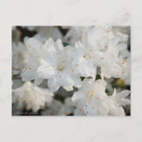 White Azaleas 2008