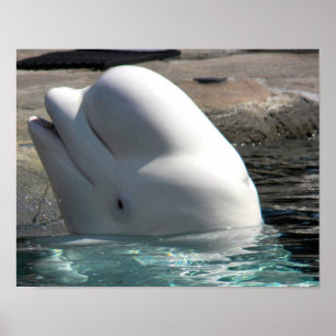 White Baby Beluga Poster