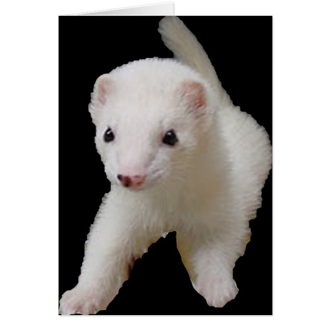 White Baby Ferret (Front)