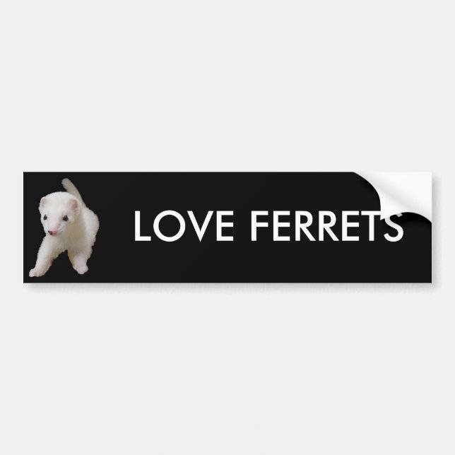 White Baby Ferret Bumper Sticker (Front)
