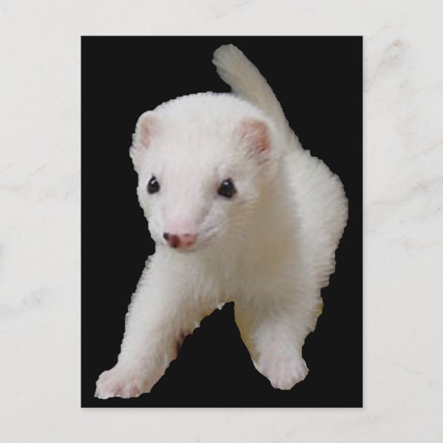 White Baby Ferret Postcard (Front)
