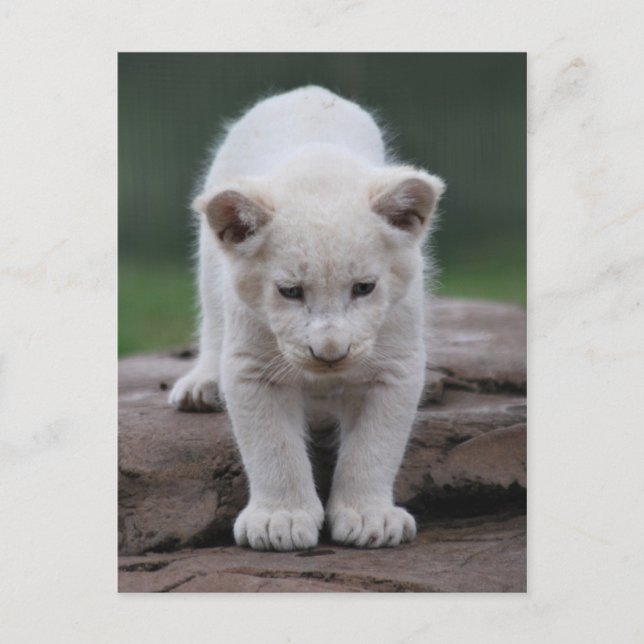 White baby lion cub postcard (Front)