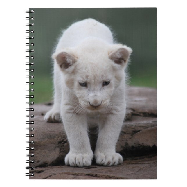 White baby lion cub spiral notebook (Front)