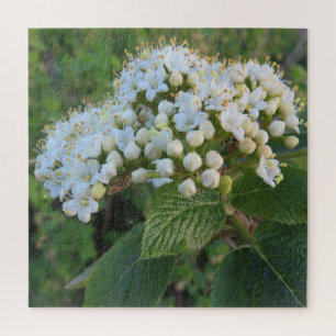 white,background, blossom, flower, nature, summer, jigsaw puzzle