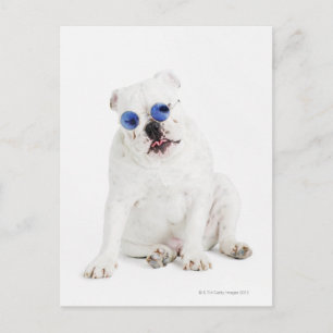 white background, white bulldog, blue tinted postcard