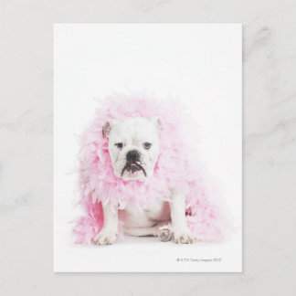 white background, white bulldog, pink feather postcard