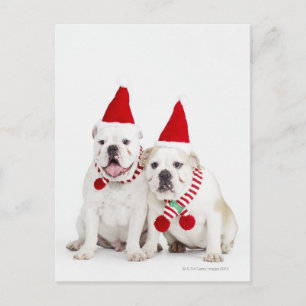 white background, white bulldogs, male dog, postcard
