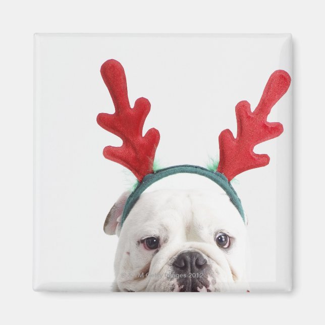 white background, white male bulldog, red magnet (Front)