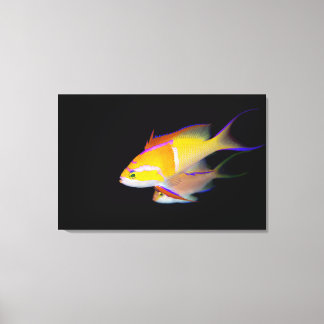 White Bar Anthias Canvas Print