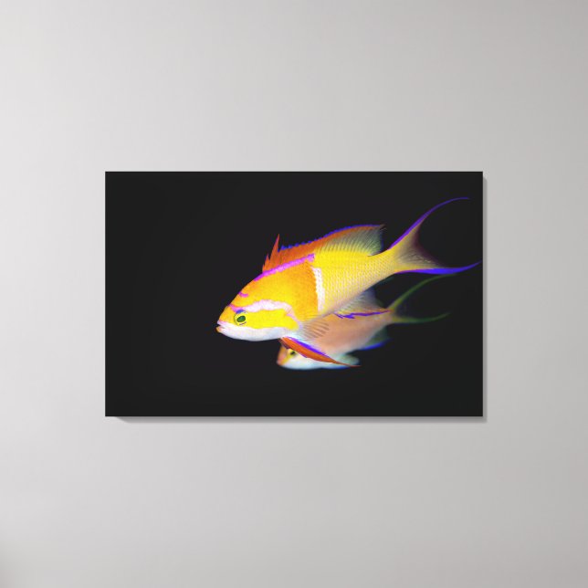 White Bar Anthias Canvas Print (Front)