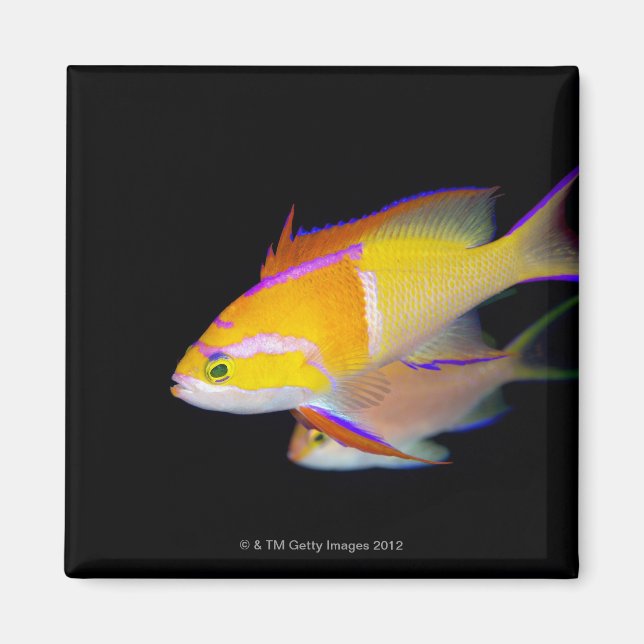 White Bar Anthias Magnet (Front)