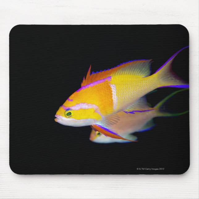 White Bar Anthias Mouse Pad (Front)