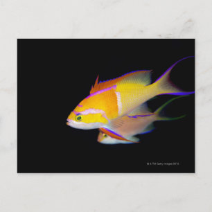White Bar Anthias Postcard