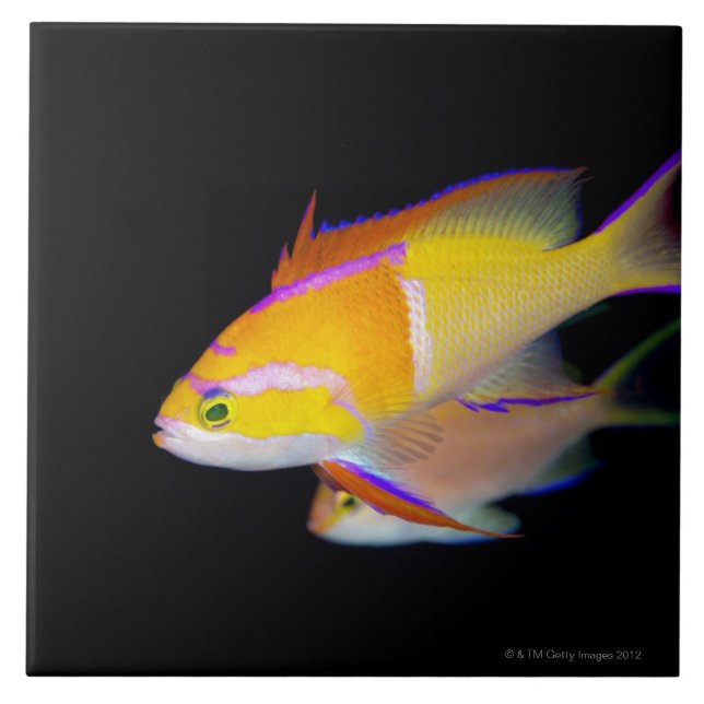 White Bar Anthias Tile (Front)