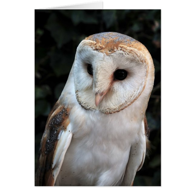 White Barn Owl (Front)